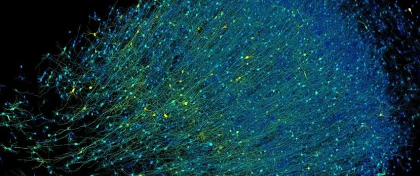 جزئی‌ترین تصویر از مغز انسان که تابه‌حال دیده‌اید!
